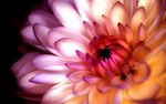 菊花绽放