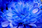 蓝色菊花