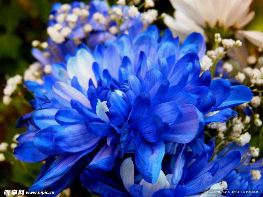 蓝色菊花