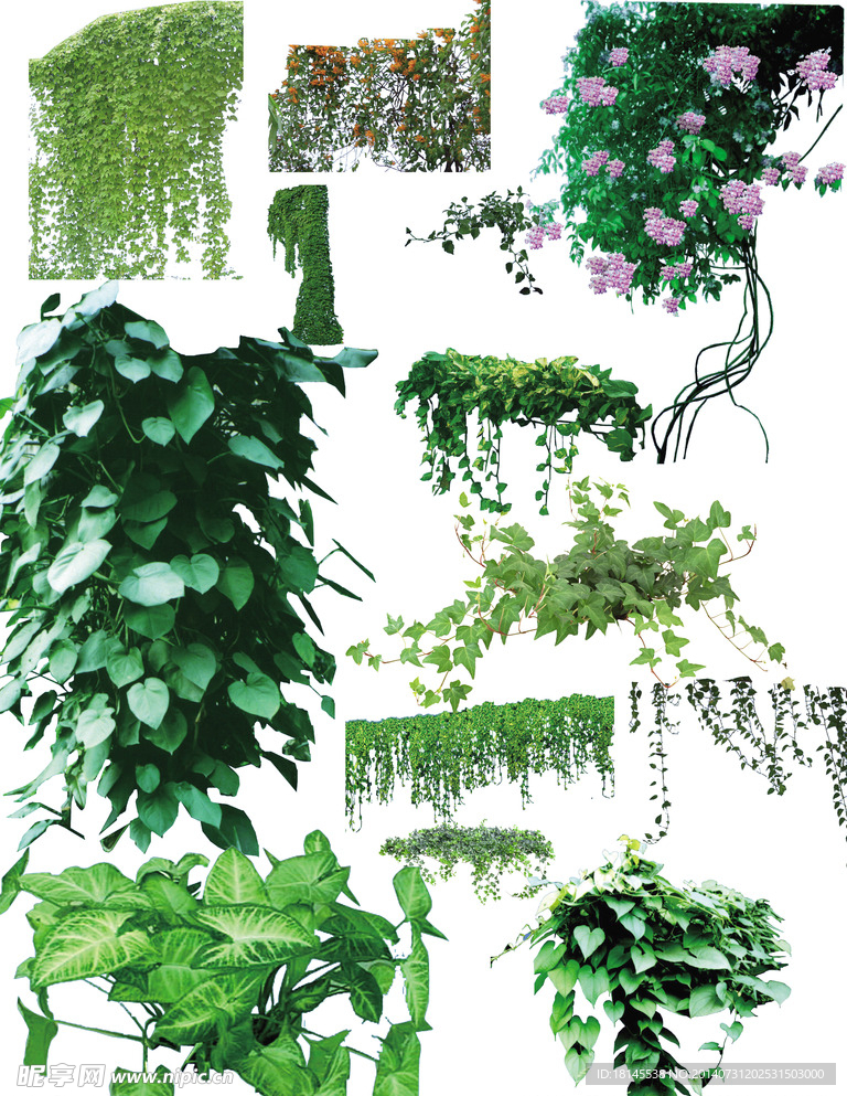 藤本植物 后期配图