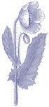 复古 手绘 花纹 矢量 