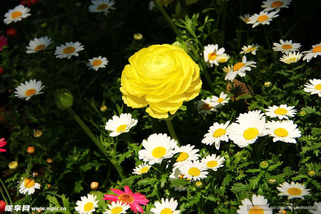 黄色月季花 白色小菊