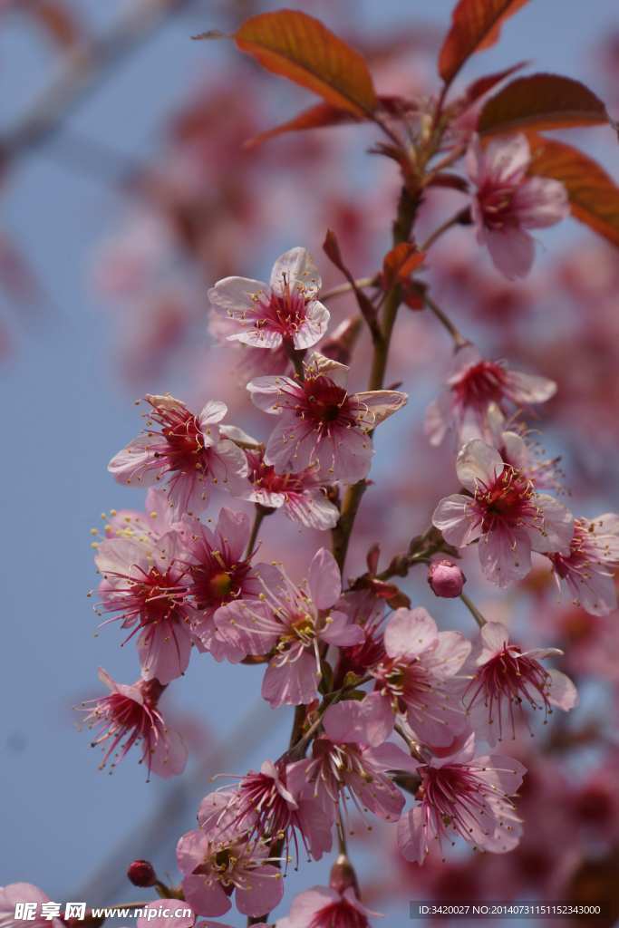 桃花