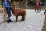 草泥马