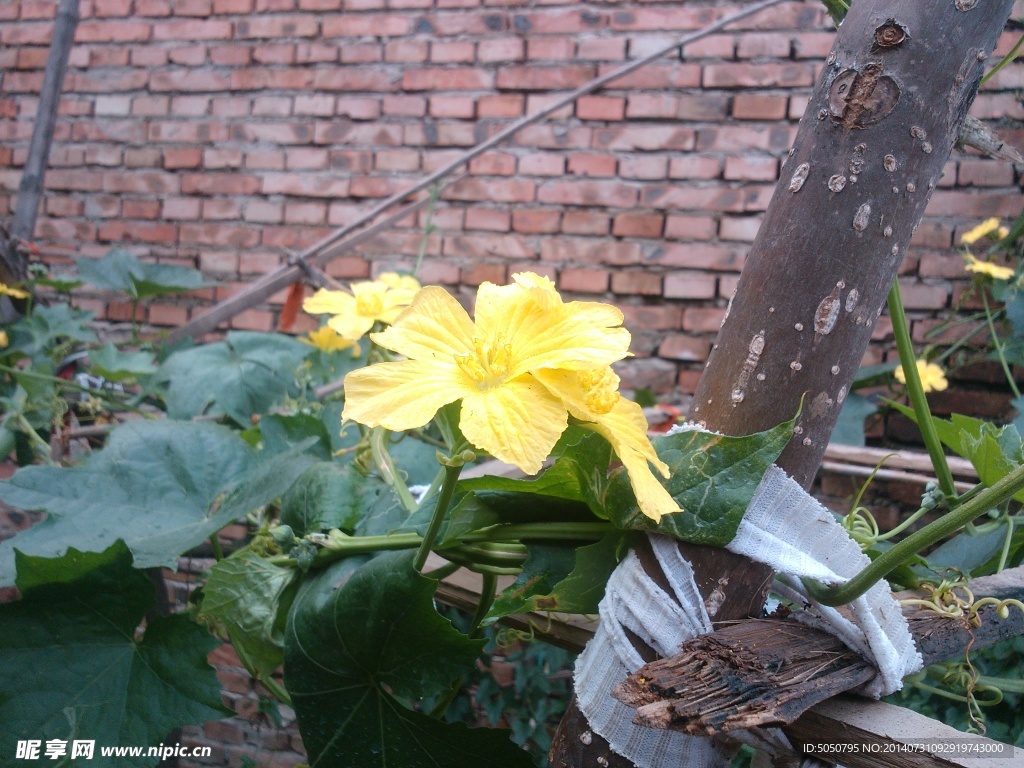 丝瓜花