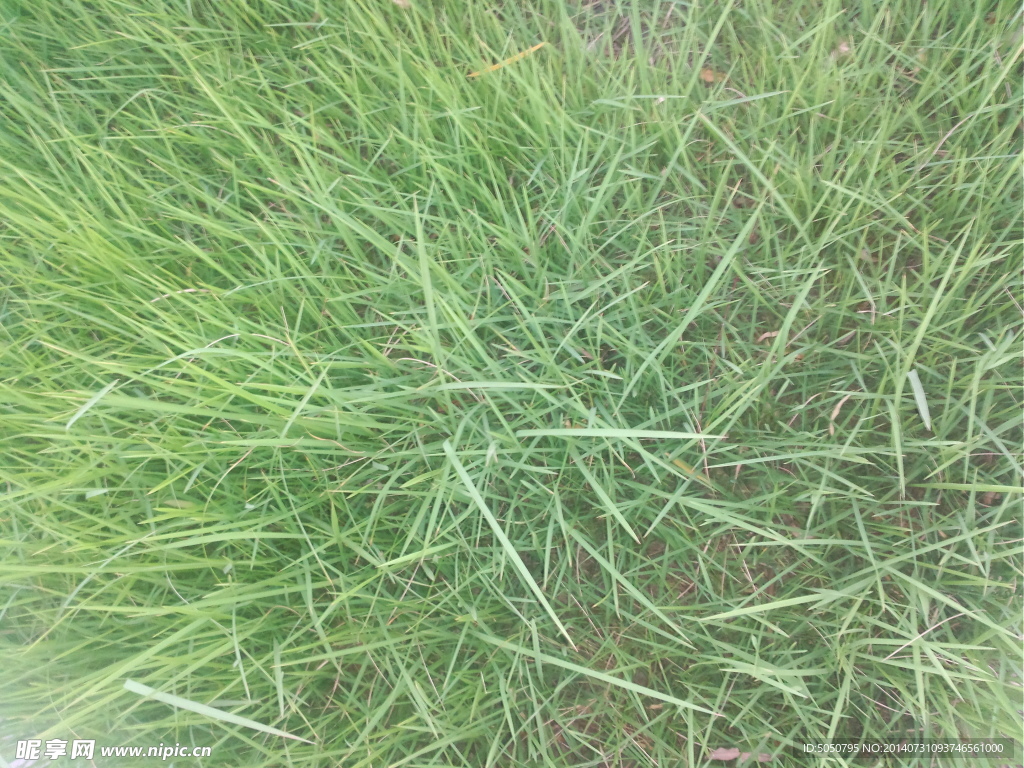 草地摄影