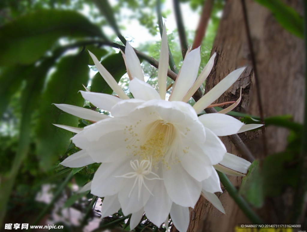 昙花