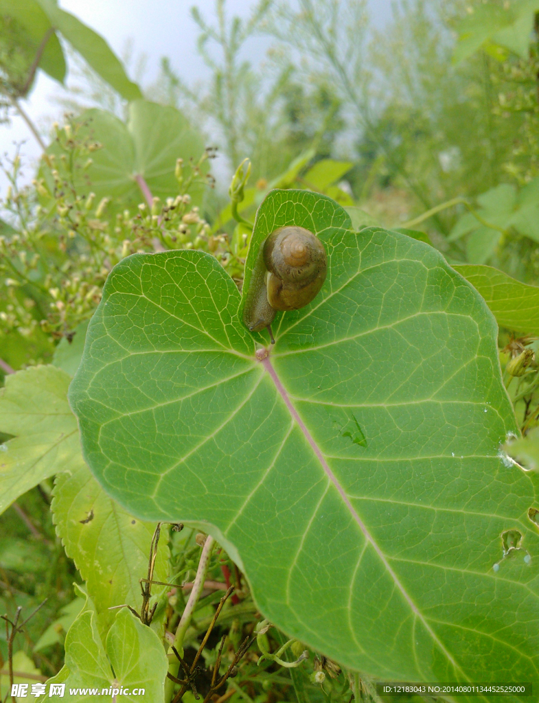 蜗牛