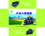 户太八号葡萄