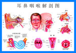 耳鼻喉剖面图