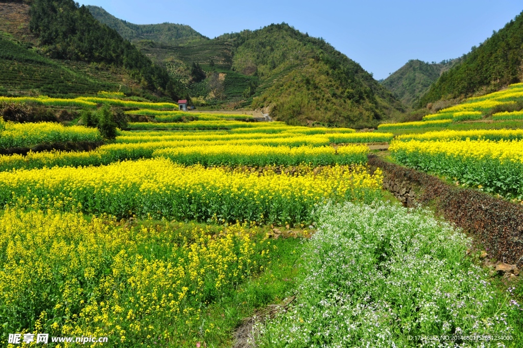 江南水乡 油菜花 山川