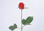 玫瑰花