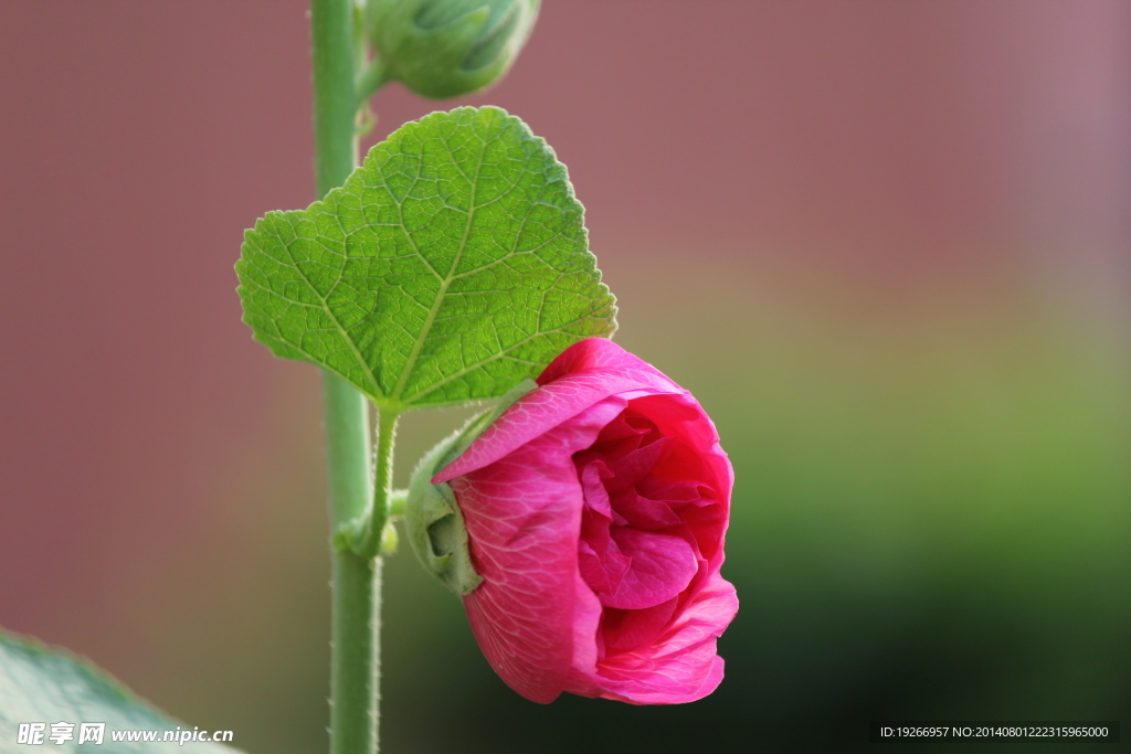 蜀葵花苞