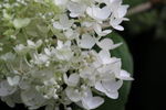 小百花