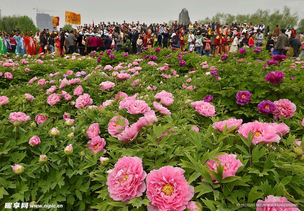 赏花游玩