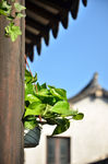 绿意