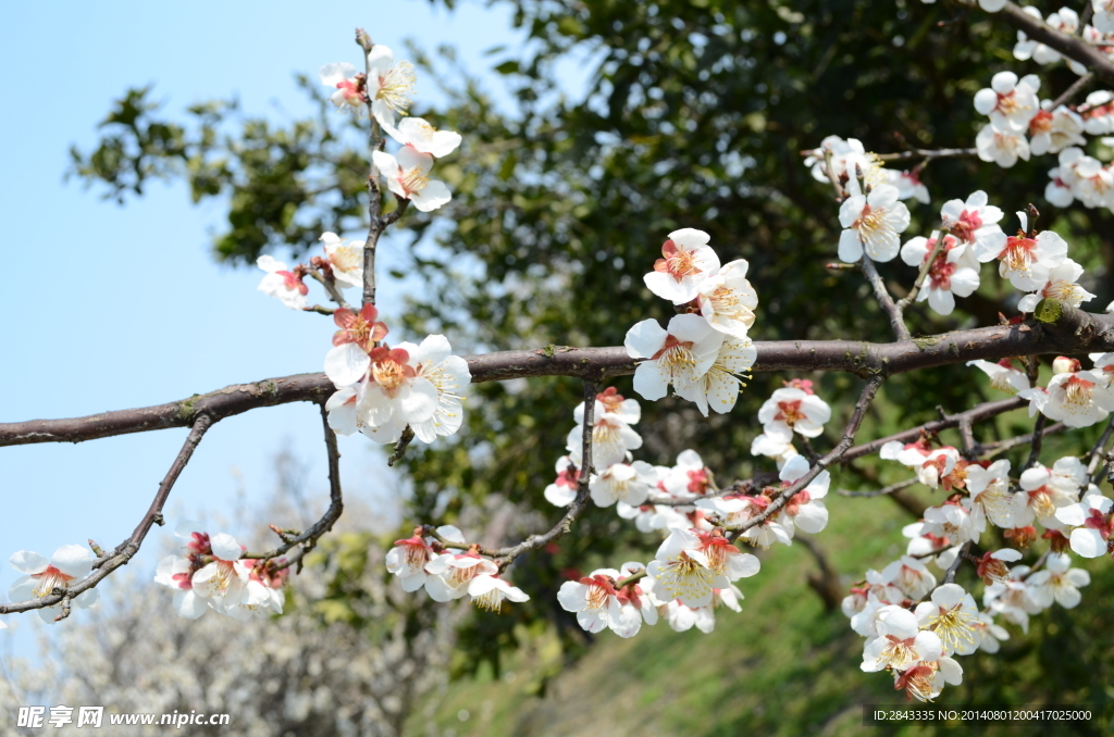 梅花