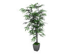 植物模型