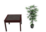 植物模型