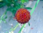 花球