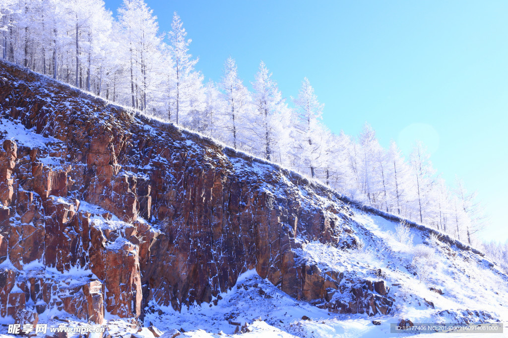 冰雪松柏