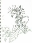 水仙花茶
