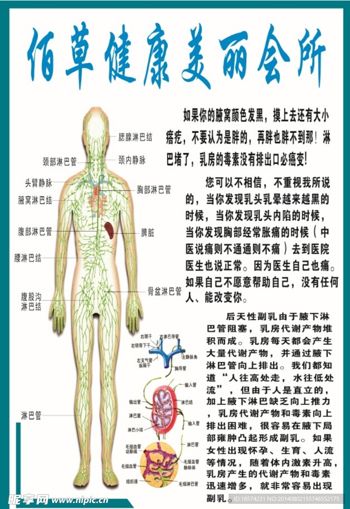 淋巴系统