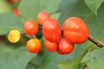 彩茄