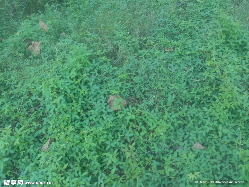 草地