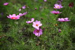 格桑花