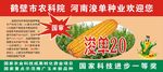 农业  画面  玉米