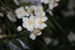 杏花