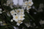 杏花