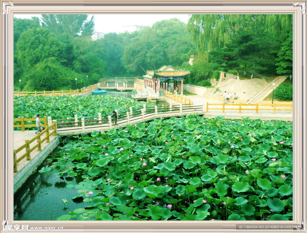 小湖荷景