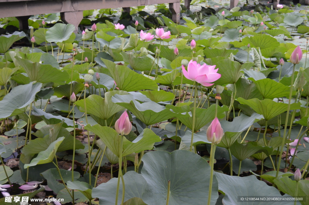 荷花