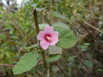 野花野草