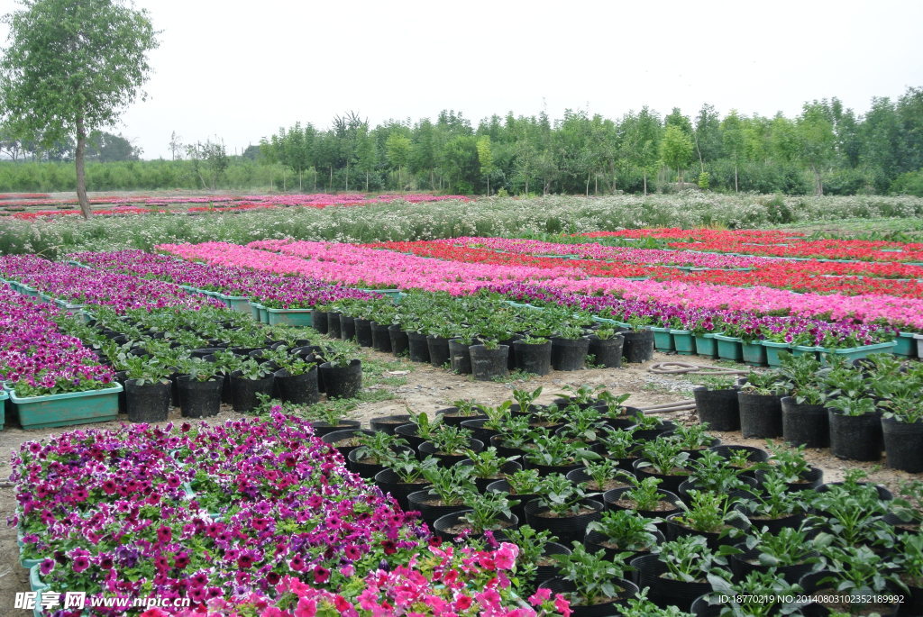 花卉生产