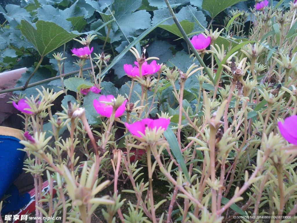 太阳花摄影