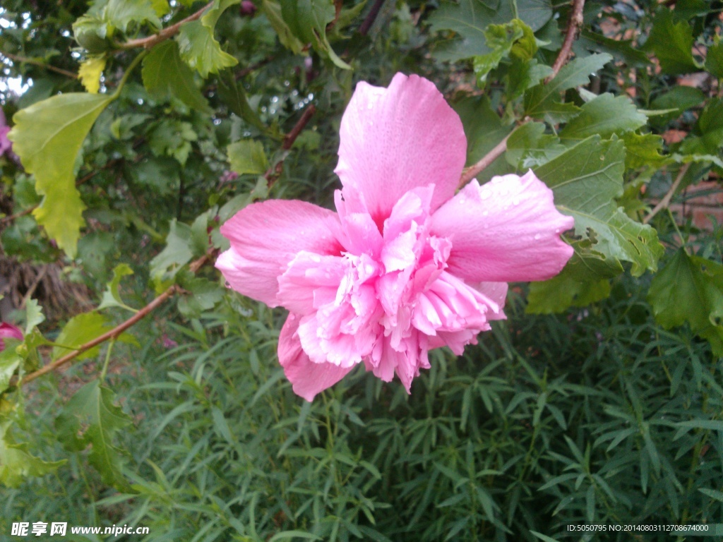 木槿花