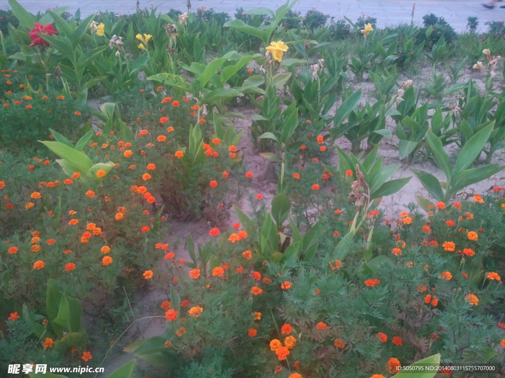 野菊花