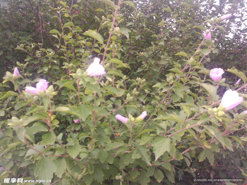 木槿树开花