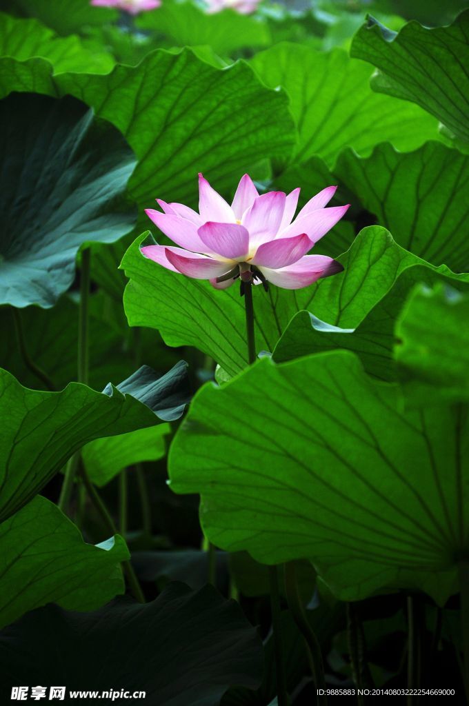 荷花