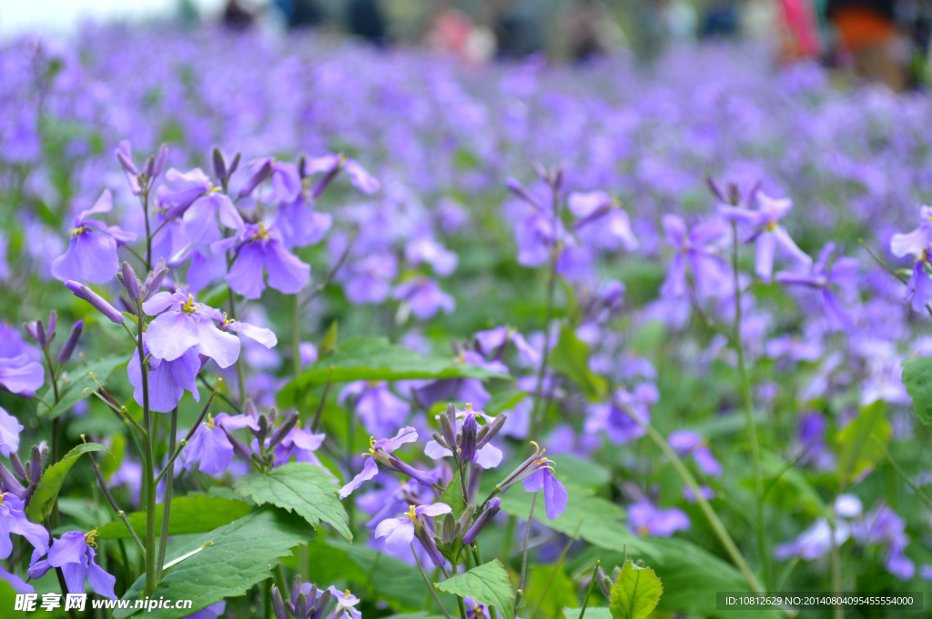 石象湖紫色无名花