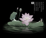 国画荷花