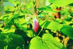 盛夏茄子