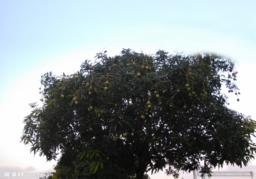 芒果树