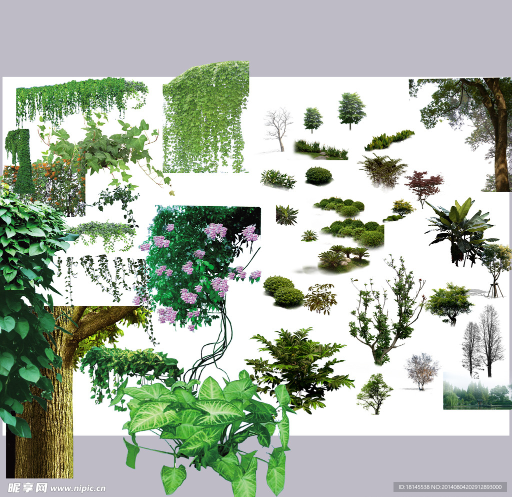植物绿叶藤萝素材