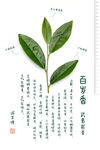 武夷岩茶-百岁香