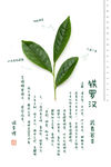 武夷岩茶-铁罗汉