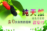 桑葚